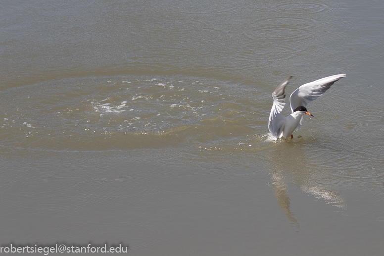 palo alto baylands